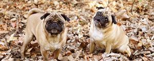 Preview wallpaper pug, foliage, dogs, funny