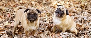 Preview wallpaper pug, foliage, dogs, funny