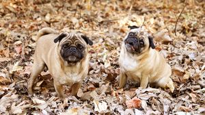Preview wallpaper pug, foliage, dogs, funny