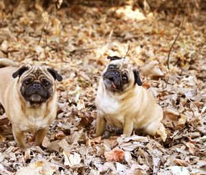 Preview wallpaper pug, foliage, dogs, funny