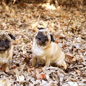 Preview wallpaper pug, foliage, dogs, funny