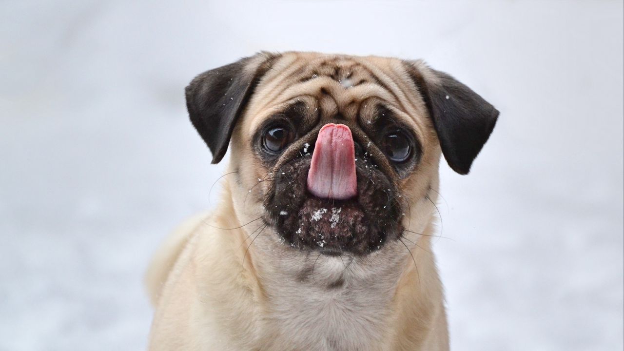 Wallpaper pug, funny, protruding tongue, dog
