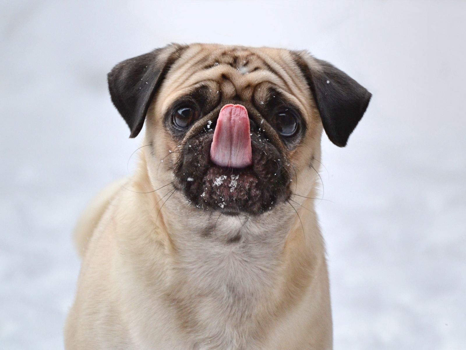 1600x1200 Wallpaper pug, funny, protruding tongue, dog