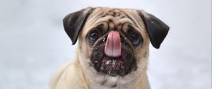 Preview wallpaper pug, funny, protruding tongue, dog
