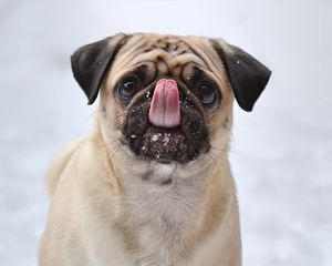 Preview wallpaper pug, funny, protruding tongue, dog