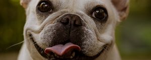 Preview wallpaper pug, funny, protruding tongue, holiday
