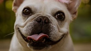 Preview wallpaper pug, funny, protruding tongue, holiday