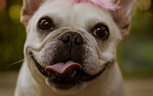 Preview wallpaper pug, funny, protruding tongue, holiday