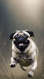 Preview wallpaper pug, jump, tongue out, pet