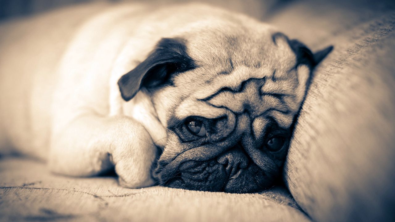 Wallpaper pug, lie down, sleep, muzzle