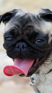Preview wallpaper pug, muzzle, dog, protruding tongue