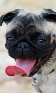 Preview wallpaper pug, muzzle, dog, protruding tongue