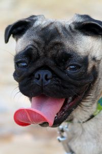 Preview wallpaper pug, muzzle, dog, protruding tongue
