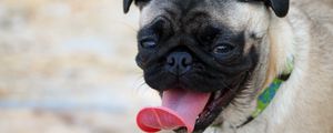 Preview wallpaper pug, muzzle, dog, protruding tongue