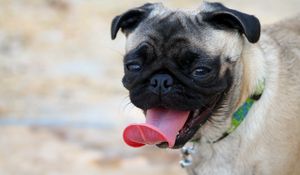 Preview wallpaper pug, muzzle, dog, protruding tongue