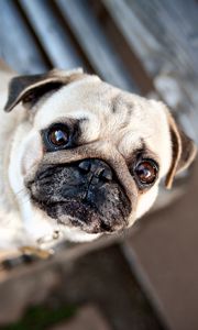 Preview wallpaper pug, muzzle, dog, waiting, puppy