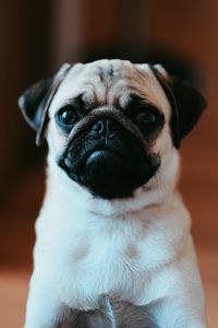 Preview wallpaper pug, pet, dog, cute, glance