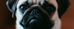Preview wallpaper pug, pet, dog, cute, glance