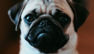 Preview wallpaper pug, pet, dog, cute, glance