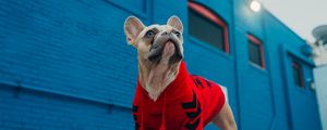 Preview wallpaper pug, pet, dog, funny