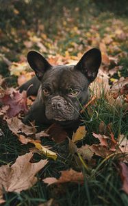 Preview wallpaper pug, pet, dog, grass, leaves
