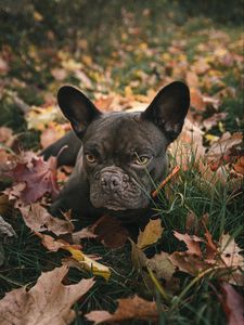 Preview wallpaper pug, pet, dog, grass, leaves