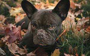Preview wallpaper pug, pet, dog, grass, leaves