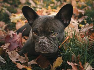 Preview wallpaper pug, pet, dog, grass, leaves