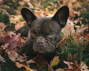 Preview wallpaper pug, pet, dog, grass, leaves