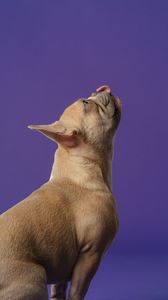 Preview wallpaper pug, pet, dog, protruding tongue, animal