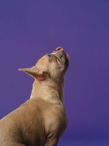 Preview wallpaper pug, pet, dog, protruding tongue, animal