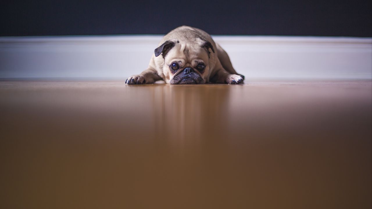 Wallpaper pug, pet, dog, sadness, cute