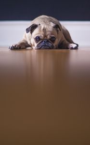 Preview wallpaper pug, pet, dog, sadness, cute
