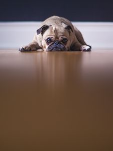 Preview wallpaper pug, pet, dog, sadness, cute