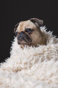 Preview wallpaper pug, pet, dog, sadness, cute, plaid