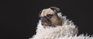 Preview wallpaper pug, pet, dog, sadness, cute, plaid