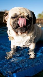 Preview wallpaper pug, pool, swim, rug, dog