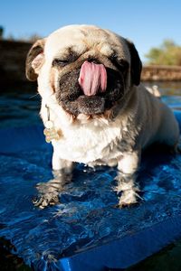 Preview wallpaper pug, pool, swim, rug, dog