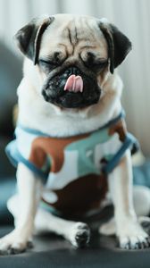 Preview wallpaper pug, puppy, dog, pet, funny