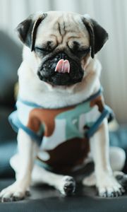 Preview wallpaper pug, puppy, dog, pet, funny