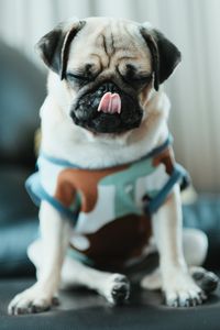 Preview wallpaper pug, puppy, dog, pet, funny