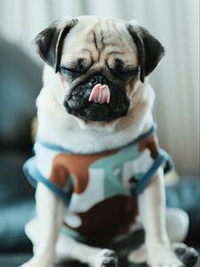 Preview wallpaper pug, puppy, dog, pet, funny