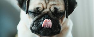 Preview wallpaper pug, puppy, dog, pet, funny