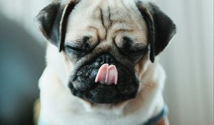 Preview wallpaper pug, puppy, dog, pet, funny