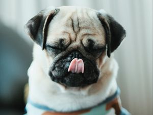 Preview wallpaper pug, puppy, dog, pet, funny