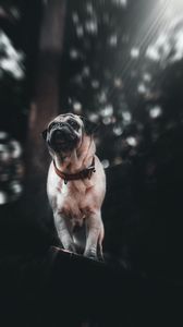 Preview wallpaper pug, puppy, dog, pet, glance