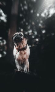 Preview wallpaper pug, puppy, dog, pet, glance