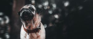 Preview wallpaper pug, puppy, dog, pet, glance