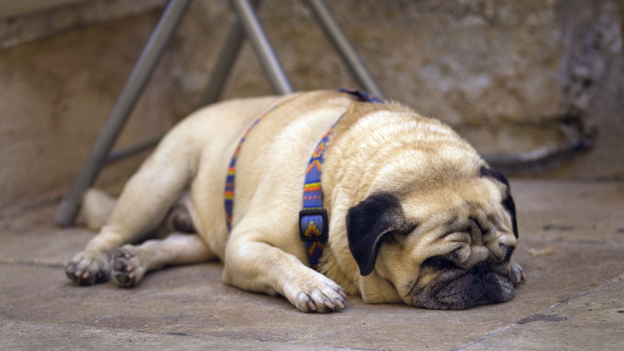 Wallpaper pug, puppy, face, sleeping, dog collar