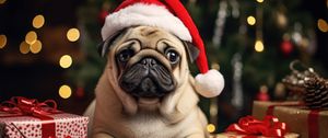 Preview wallpaper pug, santa claus, gifts, funny, cute, new year, christmas